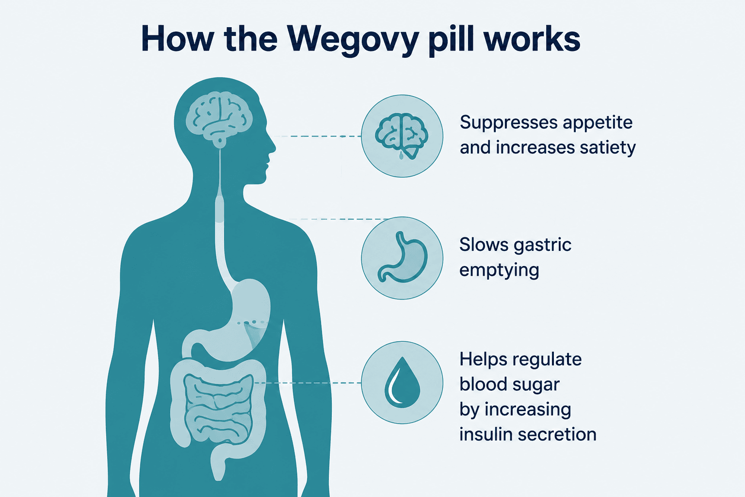 Infographic showing how the wegovy pill works